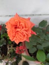 Ã°Å¸ÅÂ¹ rose flowers beutiful beute pretty Royalty Free Stock Photo